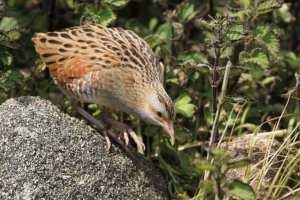 Corncrake With Head Down