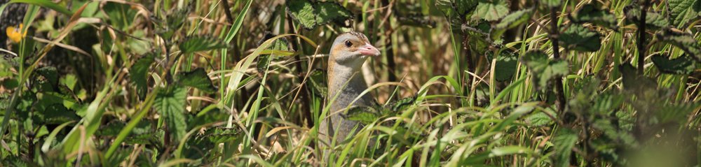 Corncrake Gallery