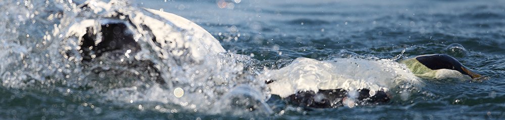 Eider Banner