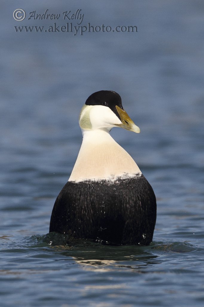 Eider Duck Displaying