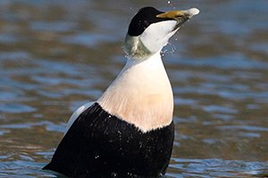 Eider Duck makes a Splash