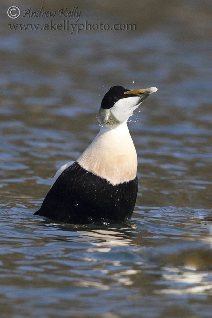 Eider Duck Makes a Splash