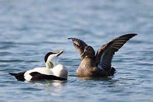 Eider Duck Displaying to Female
