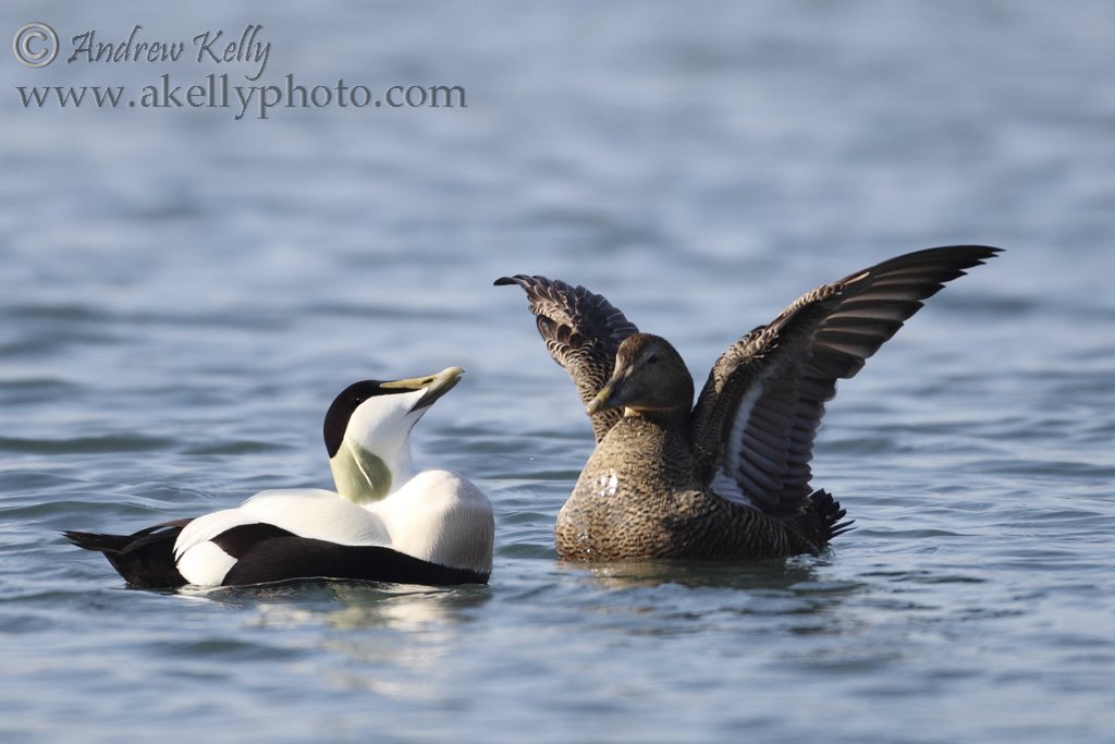 Eider Duck Displaying to Female