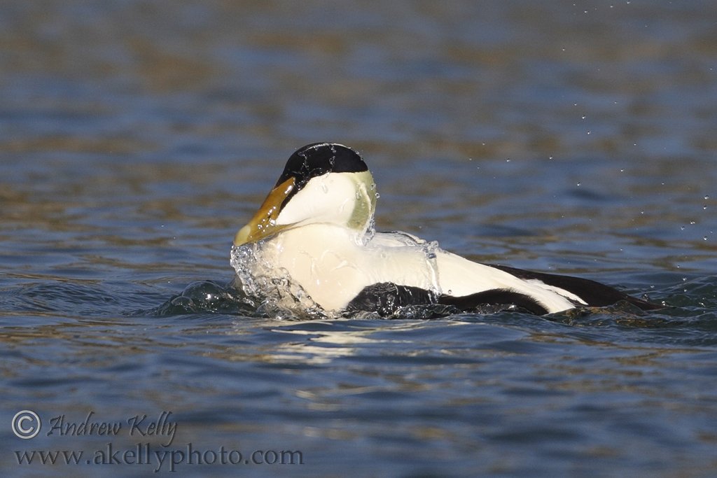 Eider Duck Surfaces