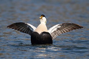 Eider Duck Stretching Wings