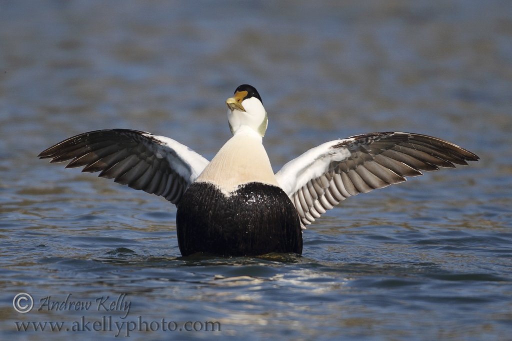Eider Duck Stretching Wings