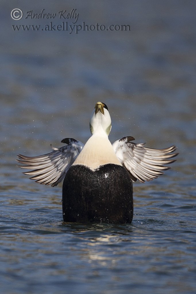 Eider Duck - This big