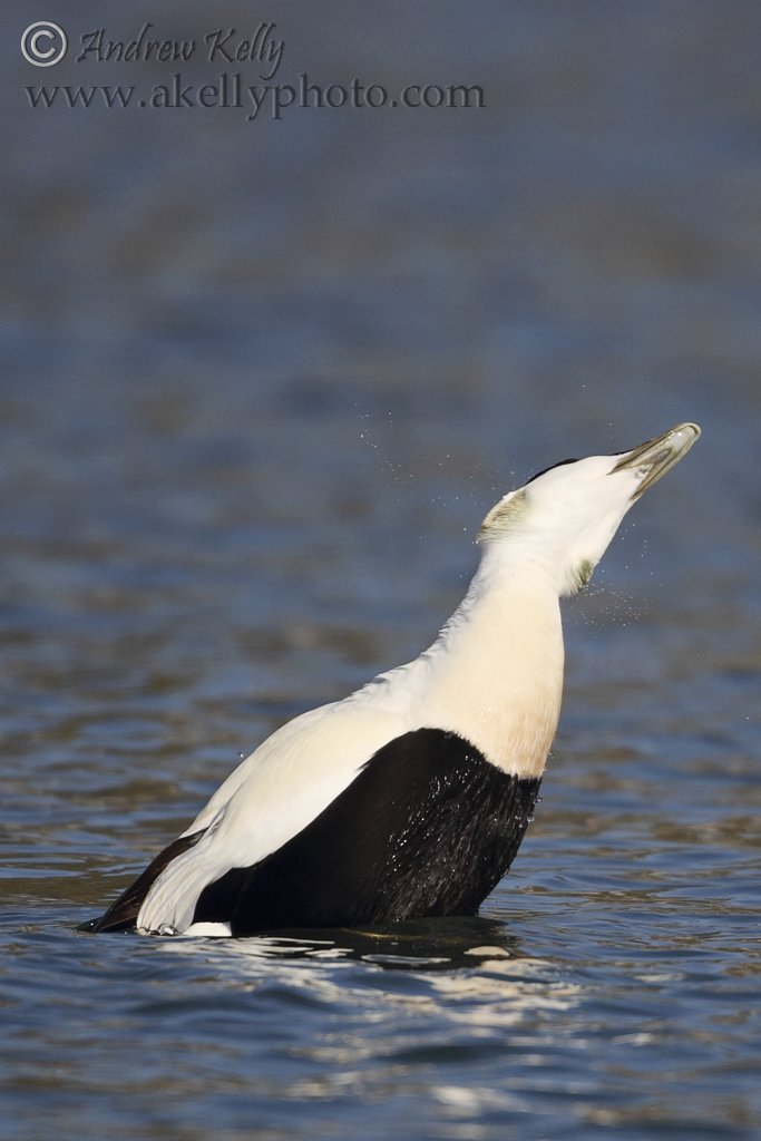 Breaching Eider Duck 
