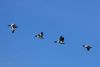 Shelduck