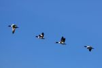 Shelducks in Flight