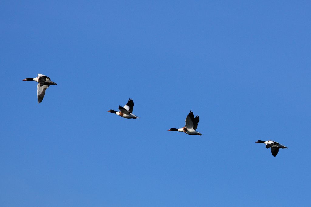 Shelduck in Flight