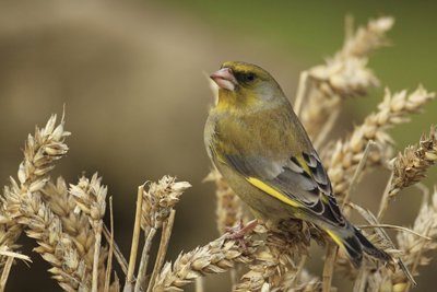 Greenfinch on Corn