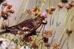 Twite and Thrift