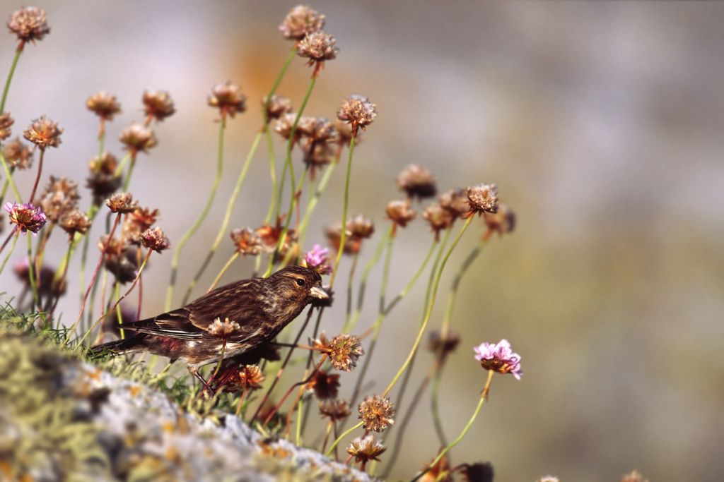 Twite in Thrift
