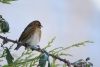Redpoll