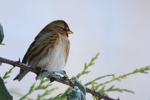 Common Redpoll