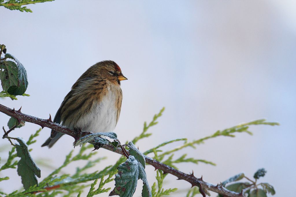 Common Redpoll, Carduelis flammea