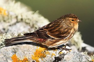 Twite on Rock