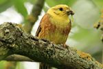 Yellowhammer