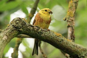 Yellowhammer