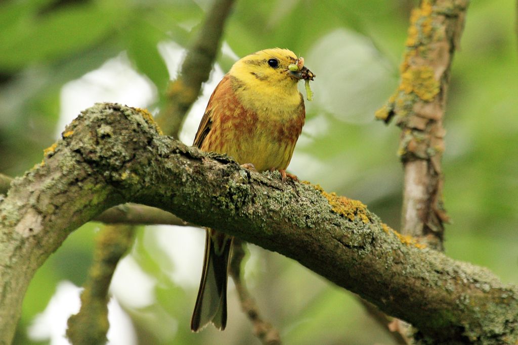 Yellowhammer, Emberiza citrinella