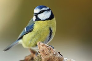 Blue Tit