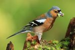 Chaffinch on Mossey Tree Stump