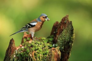 Chaffinch on Moss