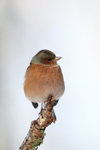 Chaffinch in Snow