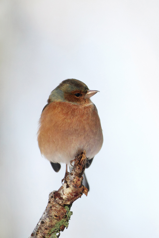 Chaffinch in Snow