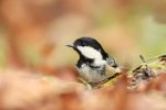 Coal Tit
