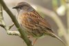 Dunnock