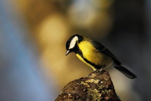 Great Tit