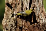 Greenfinch