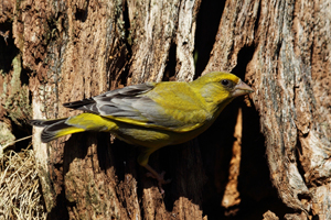 Greenfinch