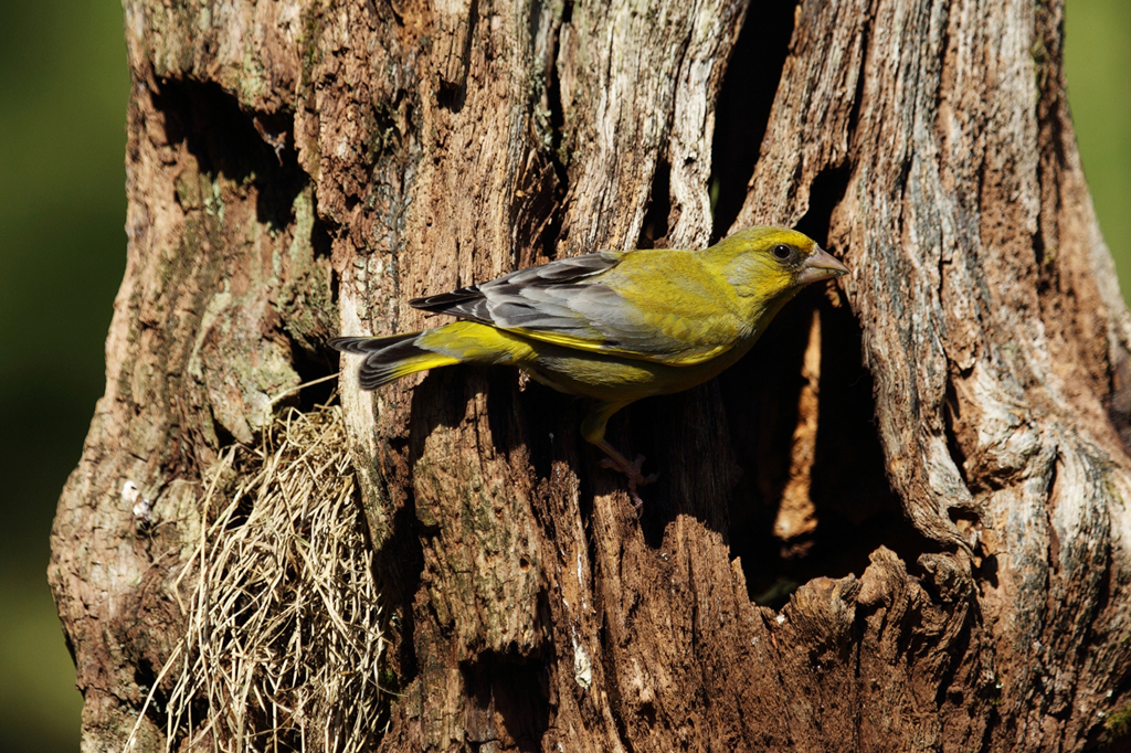 Greenfinch