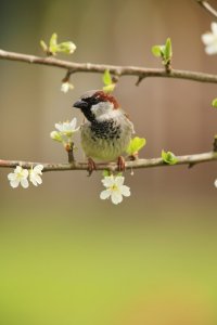 Sparrow in Blossom