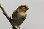Redpoll On Branch