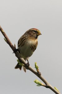 Redpoll On Branch