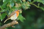 Robin And Ivy