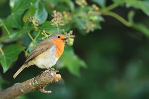 Robin And Ivy