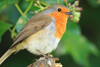 Robin
