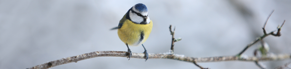 Garden Birds Gallery