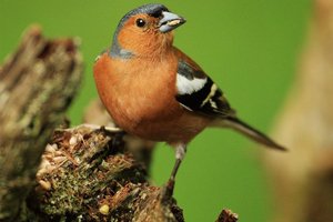 Garden Birds