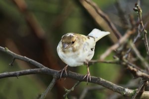 Female Sparrowhawk