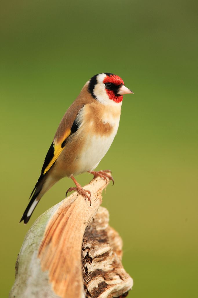 Goldfinch
