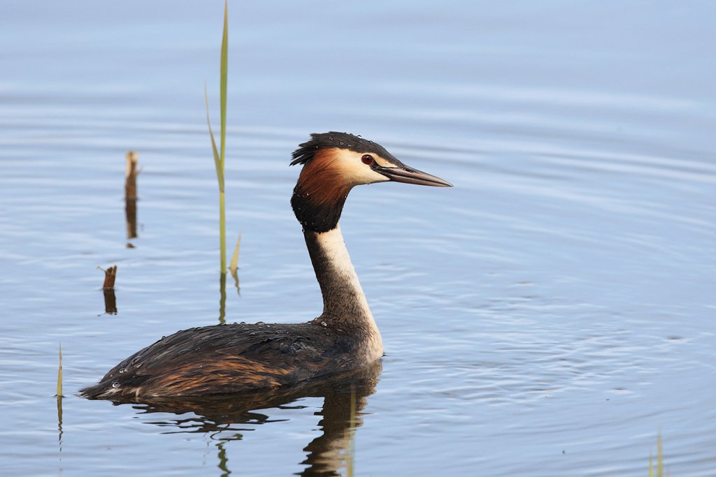 Great Crested Grebe with Fish