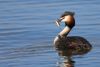 Great crested grebe
