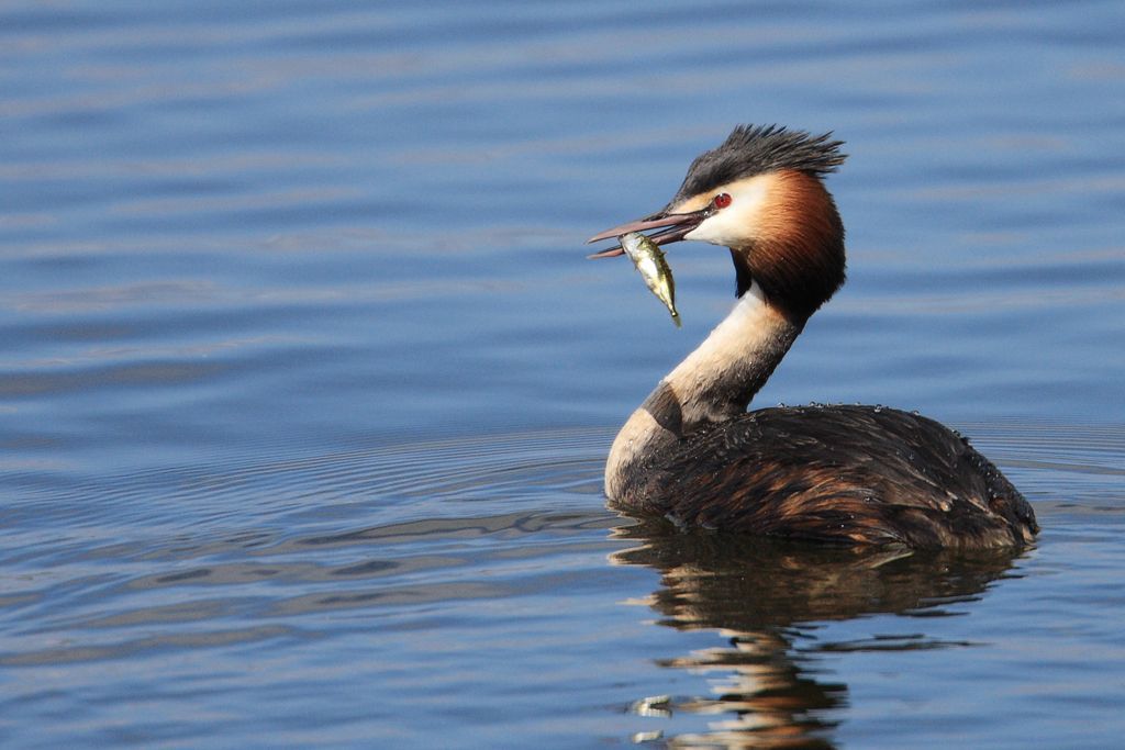 Great Crested Grebe with Fish